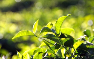 What is Lorem Ipsum?